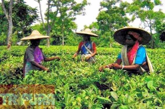 Significant decline of Indian CTC blend at international market loomed large over the tea estates of Tripura Significant decline of Indian CTC blend at international market loomed large over the tea estates of Tripura